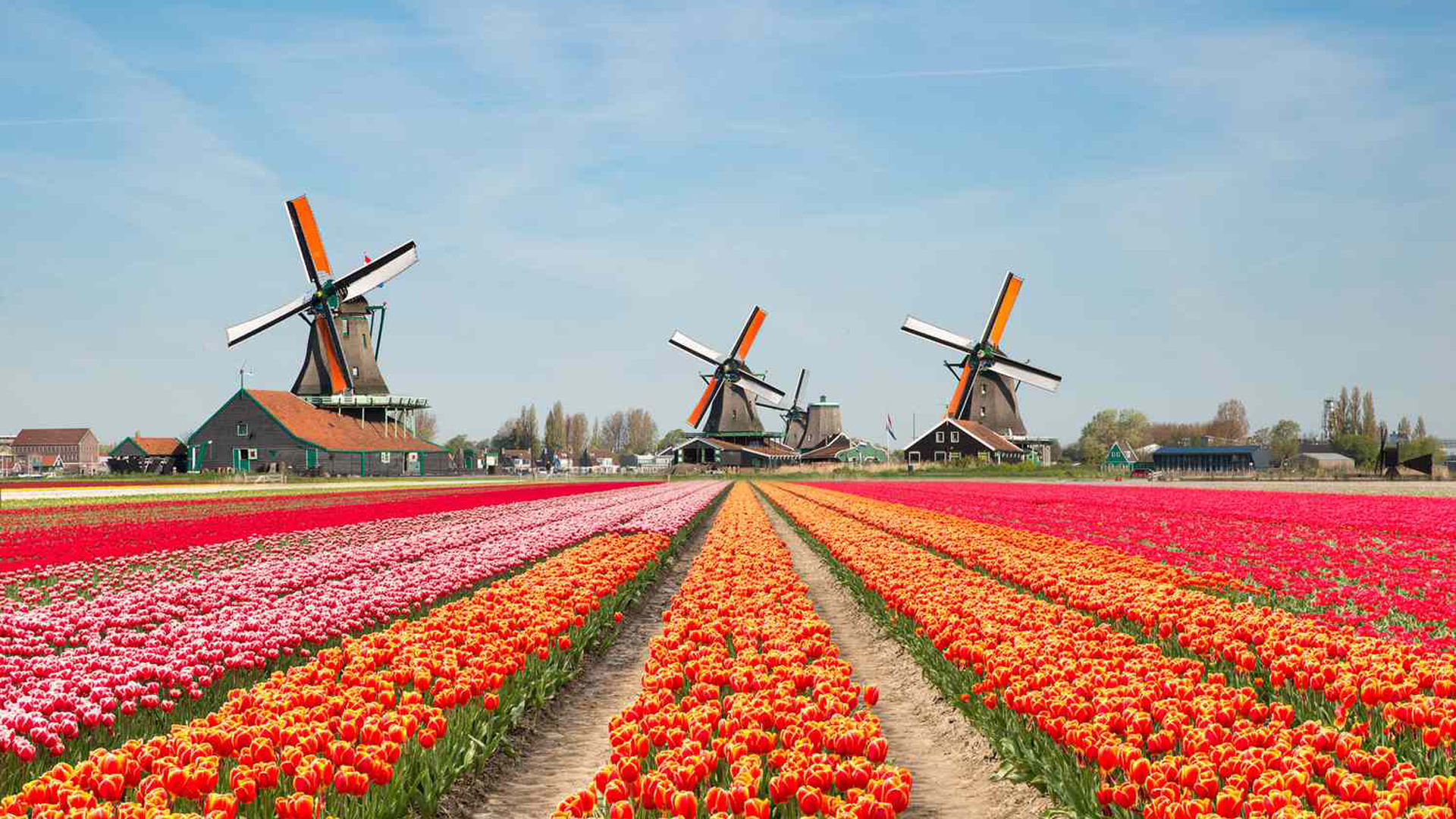 Blomster tur til Holland